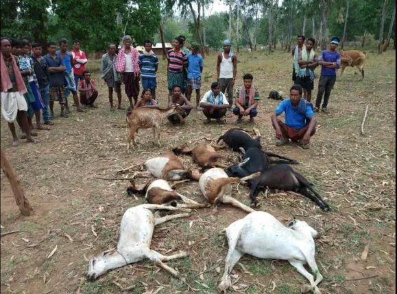 ଜଙ୍ଗଲରେ ବିଷ ଆତଙ୍କ: ଗୋଟିଏ ପରେ ଗୋଟିଏ କରି ୧୦ଛେଳି ଓ ଗୋଟିଏ ଗୋରୁ ମୃତ