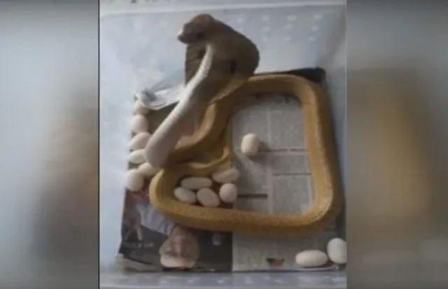 ଭୁବନେଶ୍ୱର: ଘରେ ପଶିଥିଲା ନାଗ ସାପ, ଧରିବା ପରେ ଦେଲା ୨୩ଟି ଅଣ୍ଡା, ତା’ପରେ କ’ଣ ହେଲା ଜାଣନ୍ତୁ