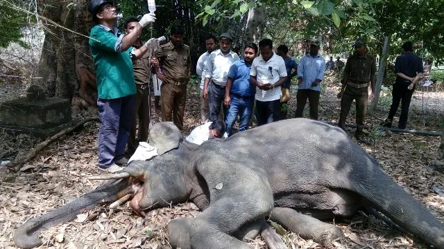 ଦନ୍ତାର ଚିକିତ୍ସା ପରେ ଫେରିଗଲେ ଡାକ୍ତରୀ ଦଳ