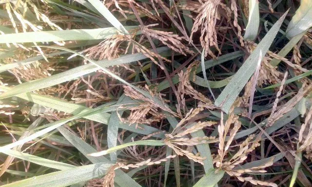 ଚକଡ଼ା ପରେ ତଣ୍ଟିକଟା : ସର୍ବସ୍ୱାନ୍ତ ହେଉଛି ଚାଷୀ, କାମକରୁନି କୀଟନାଶକ