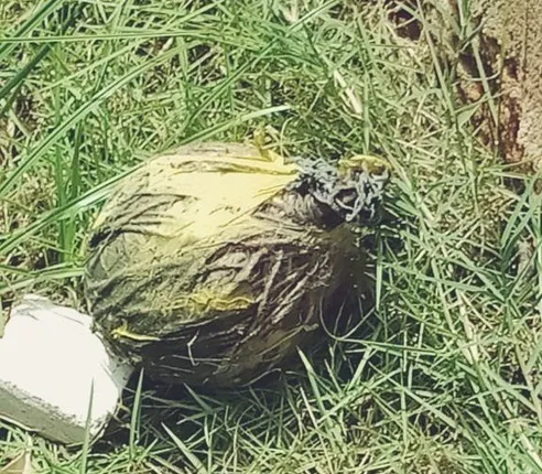 ଜିଲ୍ଲା ପରିଷଦ ସଭ୍ୟାଙ୍କ ଘର ନିକଟରୁ ବୋମା ଜବତ