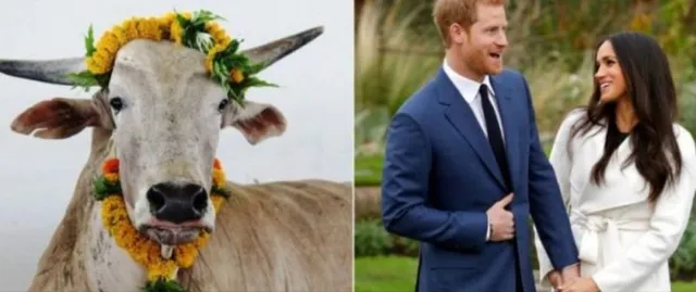 ପ୍ରିନ୍ସ୍‌ ହ୍ୟାରୀ ଏବଂ ଅଭିନେତ୍ରୀ ମେଗନ ମର୍କେଲଙ୍କ ବିବାହରେ ଗୋଟିଏ ଷଣ୍ଢ ଉପହାର ଦେବ ପେଟା ! ଏହା ପଛରେ ରହିଛି ଗୁରୁତ୍ୱପୁର୍ଣ୍ଣ କାରଣ