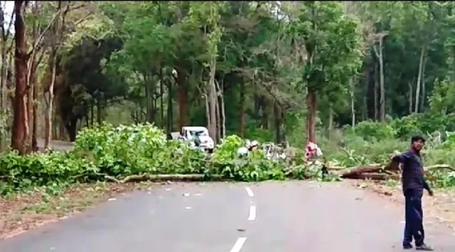 ଦାରିଙ୍ଗବାଡ଼ି: ବିଦ୍ୟୁତ  ନ ମିଳିବାରୁ ଗଛ କାଟି ରାସ୍ତାରେ ପକାଇଲେ