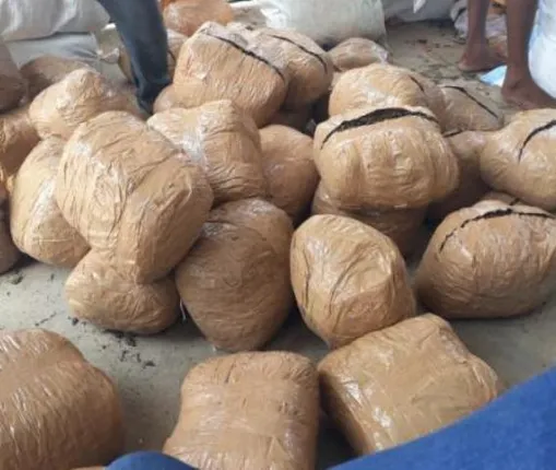 ଦେଢ଼ କୋଟି ଟଙ୍କାର ଗଞ୍ଜେଇ ଜବତ