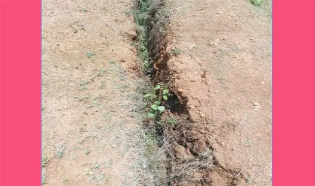 ଗାତରେ ପଡ଼ି ୩ବର୍ଷରେ ୧୧ଗୋରୁ ମୃତ