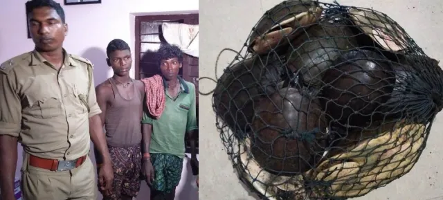 ୧୭ କଇଁଛ ଉଦ୍ଧାର, ୨ ଶିକାରୀ ଗିରଫ