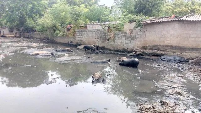 ସାଲିଆସାହିରେ ବିପର୍ଯ୍ୟସ୍ତ ପରିବେଶ : ଆବର୍ଜନା, ପଙ୍କରେ ପଲ ପଲ ଘୁଷୁରି