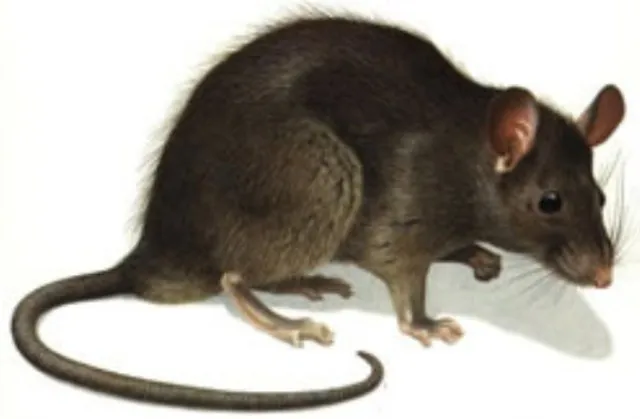 ମୂଷା ନିପାତ ପାଇଁ ୭ ବର୍ଷରେ ପ୍ରାୟ ୧୦୦ କୋଟିରୁ ଅଧିକ ଟଙ୍କା ଖର୍ଚ୍ଚ!