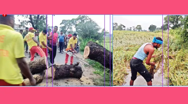 କାଳବୈଶାଖୀରେ ବ୍ୟାପକ ଧାନ ଫସଲ ନଷ୍ଟ