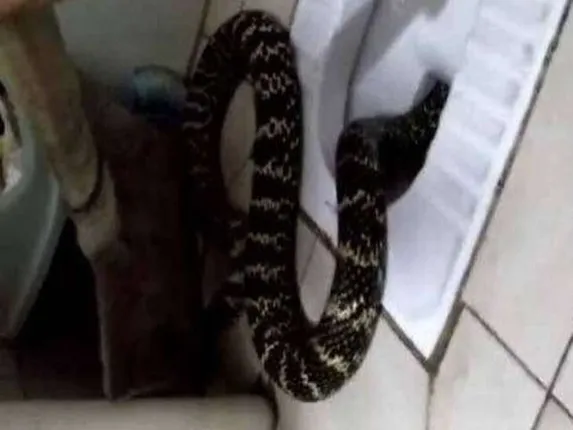 ଗାଧେଇବାକୁ ଯିବା ସମୟରେ ଶୌଚାଳୟରୁ ବାହାରିଲା ସାପ, ମହିଳା ଦେଖି ହେଲେ ଭୟଭୀତ