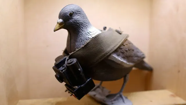 ଭାରତ-ପାକିସ୍ତାନ ସୀମାରେ ଉଡୁଥିବା ପାକିସ୍ତାନର ଗୁପ୍ତଚର ପାରାକୁ କାବୁ କଲା ପୁଲିସ