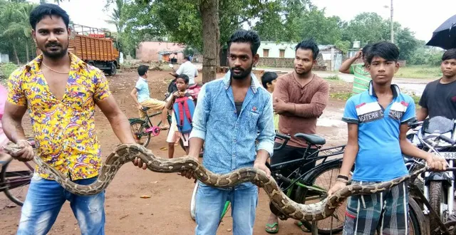 ଅନ୍ଧାରୁଆରୁ ଅଜଗର ଉଦ୍ଧାର