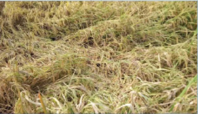 ବର୍ଷାରେ ଭିଜିଲା ଡାଳୁଅ ଧାନ, ଚିନ୍ତାରେ ଚାଷୀ