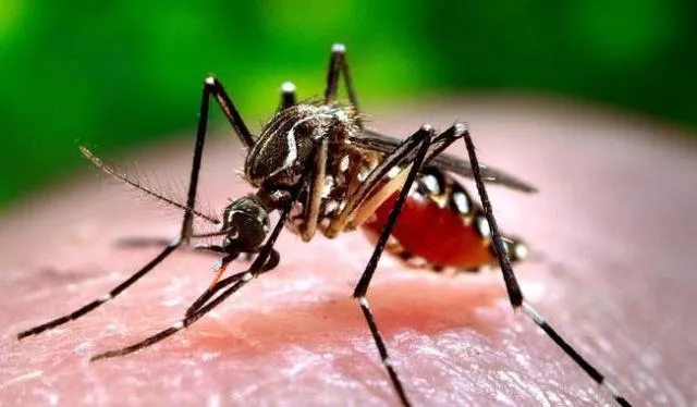 ରାଜଧାନୀରେ ପ୍ରଥମ ଡେଙ୍ଗୁ ମୃତ୍ୟୁ : ଘରୋଇ ହସ୍ପିଟାଲ୍‌ରେ ପ୍ରାଣ ହରାଇଲେ ଚିକିତ୍ସାଧୀନ ମହିଳା