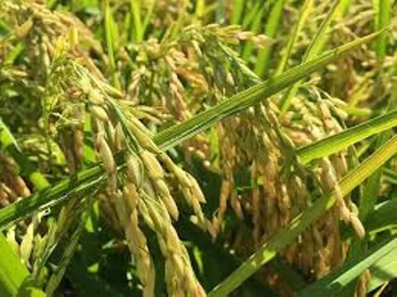 ଚାଷୀଙ୍କୁ ‘ଚକଡ଼ା’ ଚଡ଼କରୁ ମୁକ୍ତି