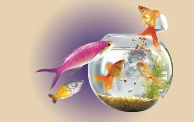 ରଙ୍ଗ ଭରୁଛି ରଙ୍ଗିନ୍‌ ମାଛ