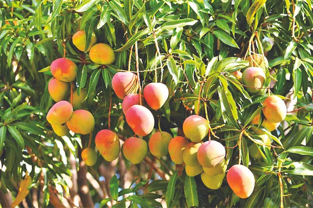 ଆଜିଠୁ ରାଜ୍ୟସ୍ତରୀୟ ଆମ୍ବ ଉତ୍ସବ