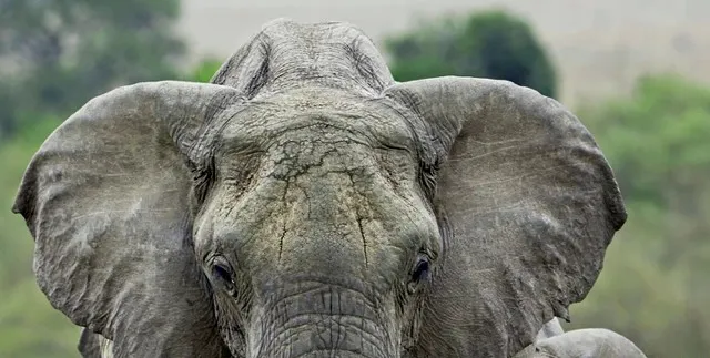 ୩୭ ଜଣଙ୍କୁ ମାରି ଚର୍ଚ୍ଚାରେ ଆସାମର ‘ଲାଦେନ୍‌’