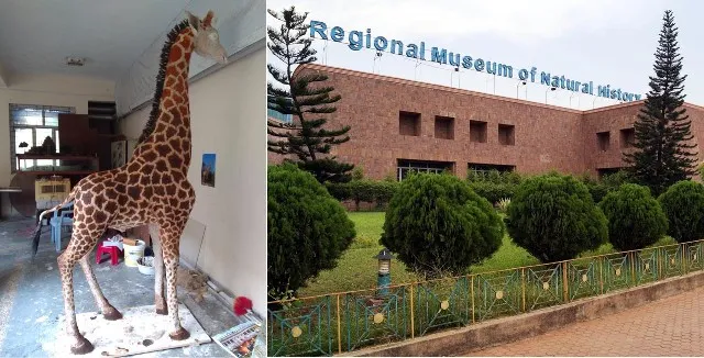 ପ୍ଲାଷ୍ଟିକ୍‌ମୁକ୍ତ ହେବ ପ୍ରାକୃତିକ ବିଜ୍ଞାନ ସଂଗ୍ରହାଳୟ : କିଙ୍ଗ୍‌ କୋବ୍ରା ପରେ ‘ଜିରାଫ’