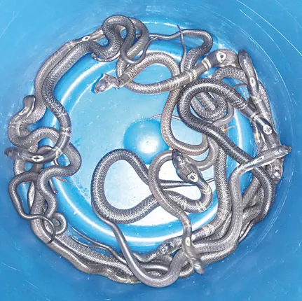 ବର୍ଷାରେ ବିଷମ ସାପ : ସାପଙ୍କୁ ସାବଧାନ