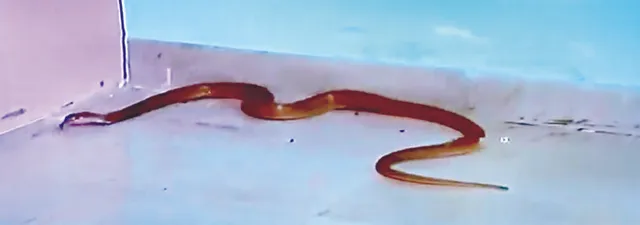 ଧାରାବାହିକରେ ସତ ସାପ, ହସ୍ତକ୍ଷେପ କରିବ ବନ୍ୟଜନ୍ତୁ ଅପରାଧ ନିୟନ୍ତ୍ରଣ ବୋର୍ଡ