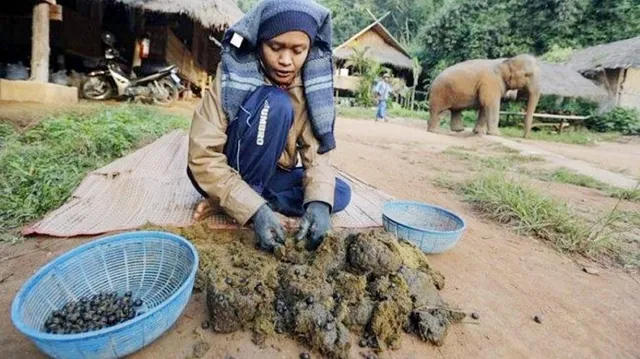 ହାତୀ ମଳରୁ ତିଆରି ହେଉଛି ମହଙ୍ଗା କଫି, କିଲୋପିଛା ଦର ୨ଲକ୍ଷ ଟଙ୍କା