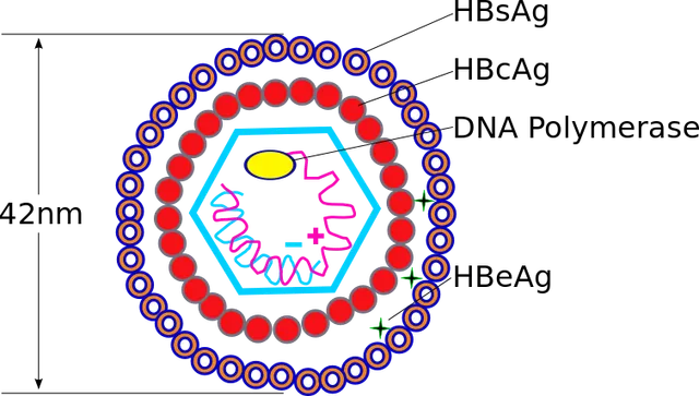 ‘ସ୍ଥାୟୀ ହେପାଟାଇଟିସ୍‌ ବି ସଂକ୍ରମଣ ଚିନ୍ତାଜନକ’