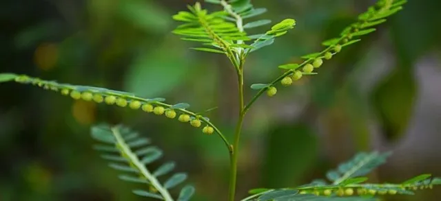 ଜାଣନ୍ତୁ ଭୂଇଁ ଅଁଳା ଖାଇଲେ କ’ଣ ସବୁ ଲାଭ ମିଳେ?