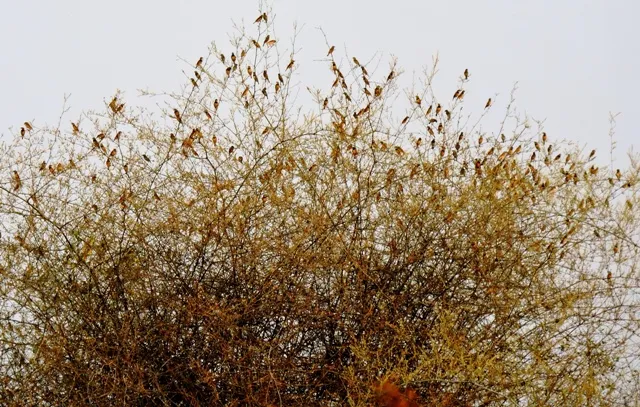 ଓଡ଼ିଶାରେ ବାଇଚଢ଼େଇ ଗଣନା, ୩ ପ୍ରଜାତିର ୧୧୬୭୬ ଚିହ୍ନଟ