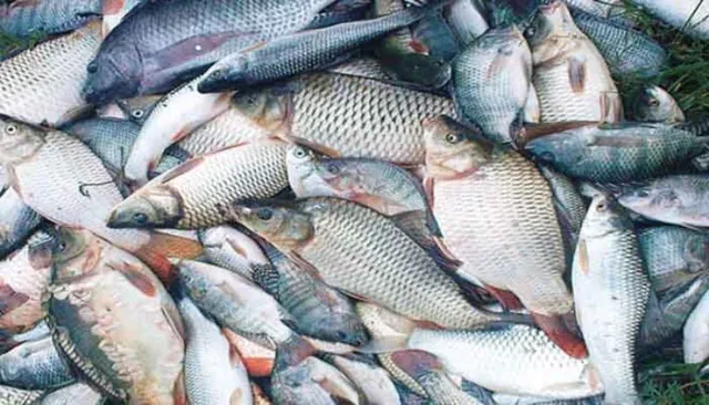 ମଧୁର ମାଛରେ ଫର୍ମାଲିନ୍ ମିଶିବାର ସମ୍ଭାବନା ନାହିଁ : ମତ୍ସ୍ୟ ଓ ପଶୁସଂପଦ ବିଭାଗ