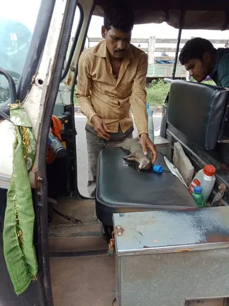 ମଝି ରାସ୍ତାରୁ ଆହତ ନେଉଳକୁ ଉଦ୍ଧାର କଲେ