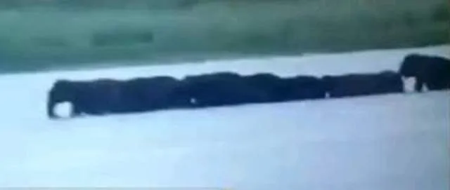 ମହାନଦୀରେ ହାତୀପଲଙ୍କ ଜଳକ୍ରୀଡ଼ା