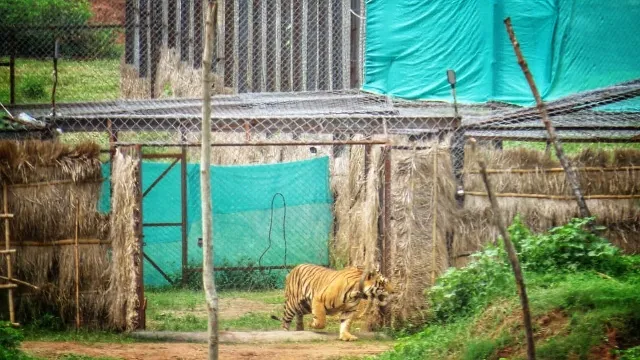 ମୁକୁଳିଲା ମହାବଳ : ଏନ୍‌କ୍ଲୋଜରରୁ ମାରିଲା ଡିଆଁ, ଗାଁ ଗାଁକୁ ବ୍ୟାପିଲା ମହାବଳ ଭୟ