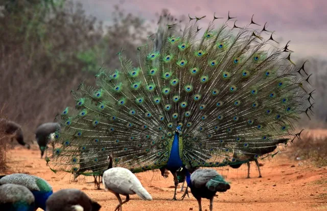 ନରାଜକୁ ସିପିଡିଓ ସ୍ଥାନାନ୍ତର ପ୍ରସଙ୍ଗ, ବିପଦରେ ‘ପିକକ୍‌ ଭାଲି’