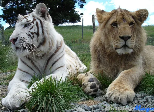 ବାଘ, ହେଟାବାଘ, ସିଂହ ଓ ପେଙ୍ଗୁଇନ୍‌: ଏହି ପଶୁମାନଙ୍କ ଭିତରୁ କିଏ ମଣିଷ ମାଂସ ଖାଏନି?