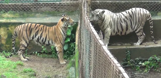 ନନ୍ଦନକାନନରେ ମେଘା-ସାହିଲର ପ୍ରେମ କାହାଣୀ : ମିଳନ ପାଇଁ ଦୁହେଁ ବ୍ୟାକୁଳ