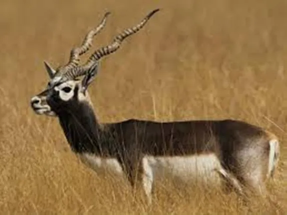 ଗଞ୍ଜାମ: ନାଳରେ ଭାସିଲେ ୨୦ରୁ ଅଧିକ କୃଷ୍ଣସାର ମୃଗ, ଭିଡିଓ ଭାଇରାଲ