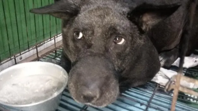 ହୃଦ୍‌ଘାତରେ ବୁରାଡ଼ି ପରିବାରର ପୋଷା କୁକୁର ଟମିର ମୃତ୍ୟୁ