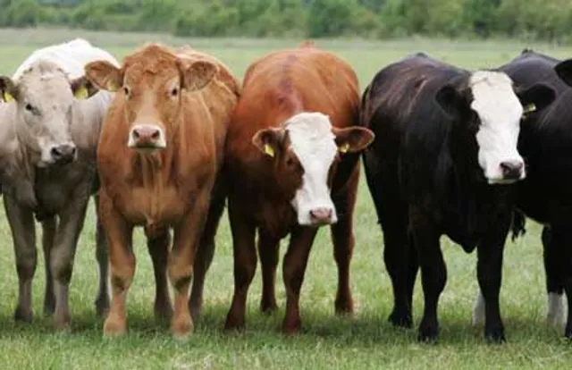 ଫୁଲବାଣୀ ସହରରେ ମାଳମାଳ ବୁଲା ଗୋରୁ, ବଢୁଛି ଟ୍ରାଫିକ୍‌ ସମସ୍ୟା