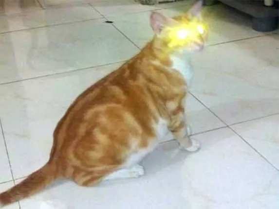 ଏଣ୍ଡୁଅ ଭଳି ଏହି ବିଲେଇ ବି ବଦଳାଇ ଥାଏ ରଙ୍ଗ ! ତା’ ଶରୀରରେ ଅଛି ହିନ୍ଦୁ, ଶିଖ୍‌ ଓ ମୁସଲମାନ ସଂପ୍ରଦାୟର ଧାର୍ମିକ ଚିହ୍ନ