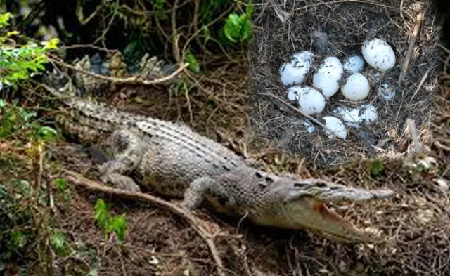 ଭିତରକନିକା ଇତିହାସରେ ପ୍ରଥମ : ନନ୍ଦନକାନନ ଗଲା ୪୦ ବଉଳା କୁମ୍ଭୀର ଅଣ୍ଡା