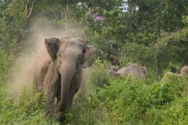 ବାଲେଶ୍ୱର: ହାତୀପଲର ଚଳପ୍ରଚଳ ଯୋଗୁଁ ଜଳେଶ୍ୱରରେ ଅଟକିଲା ହାଓ୍ଵଡା-ମହୀଶୂର ଏକ୍ସପ୍ରେସ୍‌