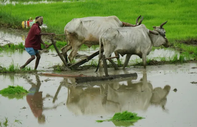 ୧୫ରୁ ଖରିଫ ପାଇଁ ଚାଷୀଙ୍କ ପଞ୍ଜୀକରଣ : ଯୋଗାଣ ବିଭାଗ ଖୁବ୍‌ଶୀଘ୍ର ଜାରି କରିବ ନିୟମାବଳୀ