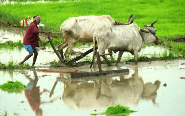 ଆର୍ଥିକ ବୋଝ ବନାମ କୃଷି ଋଣଛାଡ଼