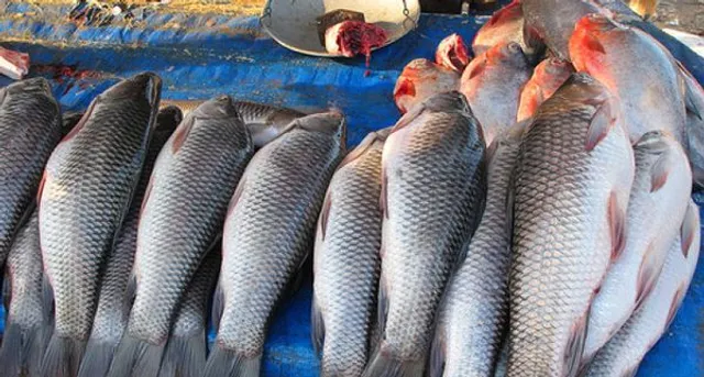 ୮୯ ମାଛ ନମୁନାରୁ ଫର୍ମାଲିନ୍‌ ମିଳିଲାନି