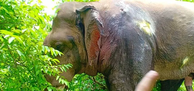 କଙ୍କିଳି ଜଙ୍ଗଲରେ ଦନ୍ତାର ଚିକିତ୍ସା