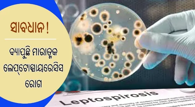 ବ୍ୟାପୁଛି ମାରାତ୍ମକ ଲେପ୍‌ଟୋସ୍ପାୟରେସିସ ରୋଗ, ୨୪ ଘଣ୍ଟା ମଧ୍ୟରେ ଏହା ମଣିଷ ଶରୀରରେ ବ୍ୟାପିବା ସହ ମୃତ୍ୟୁମୁଖକୁ ଠେଲି ଦେଇଥାଏ