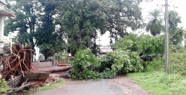 ଫୁଲବାଣୀ: ଉପୁଡ଼ିଲା ପ୍ରକାଣ୍ଡ ଆମ୍ବଗଛ; ୫ ଘଣ୍ଟା ବିଜୁଳି ସରବରାହ ବ୍ୟାହତ