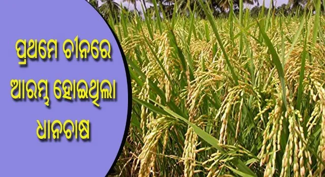 ୧୦ ହଜାର ବର୍ଷ ପୂର୍ବେ ପ୍ରଥମେ ଚୀନରେ ଆରମ୍ଭ ହୋଇଥିଲା ଧାନଚାଷ!