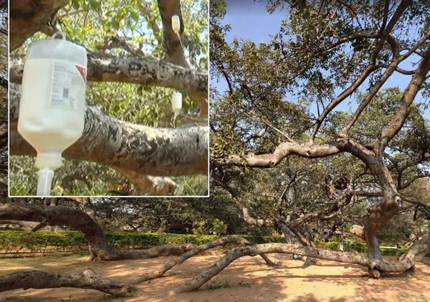 ୭୦୦ ବର୍ଷ ପୁରୁଣା ବର ଗଛର ଚିକିତ୍ସା ଚାଲିଛି , ଦିଆଯାଉଛି ସାଲାଇନ୍‌ ! କାରଣ ଜାଣିଲେ ଆଶ୍ଚର୍ଯ୍ୟ ହୋଇଯିବେ